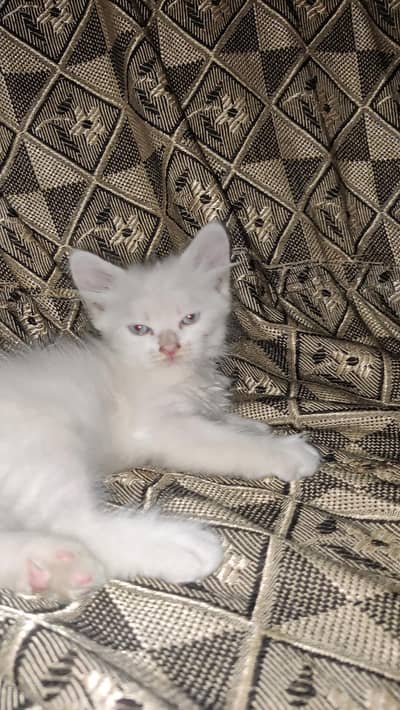 Persian cats 2 pair