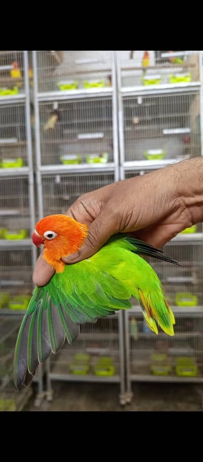 LOVEBIRD GREEN OPALINE FISCHER