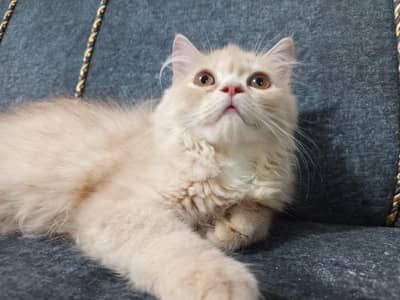Persian kitten