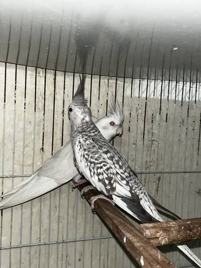 Cockatiel silver pied female eno red eye male