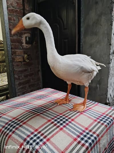 Goose  For sale