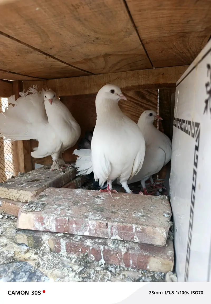 lake pegion k bachy of breader for sale — photo 3