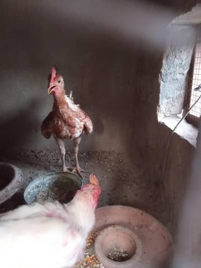 Do morga for sale