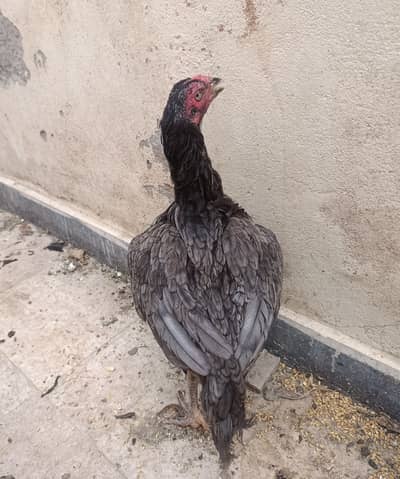 Mianwali Aseel I Mianwali Aseel Hens