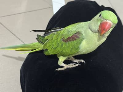 Alexader Raw parrot 4 months