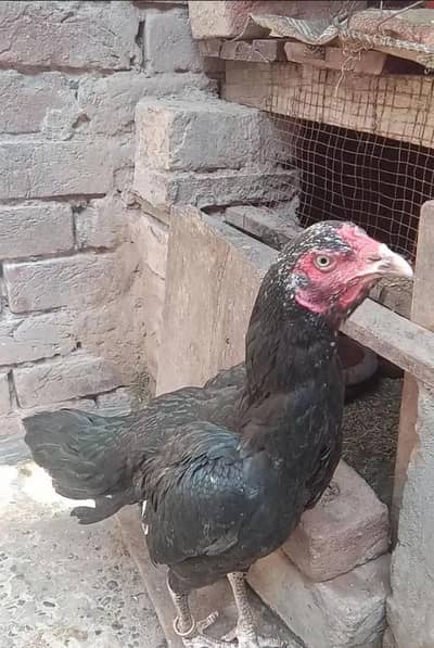 mushki madi for sale