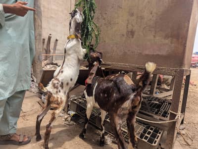 bakri