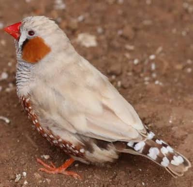 Fawn Crested Zebra Finch Pair
