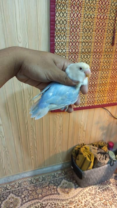 LOVEBIRDS BREEDER PAIRS FOR SALE.