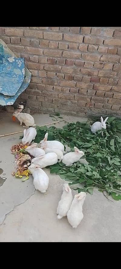 rabbits