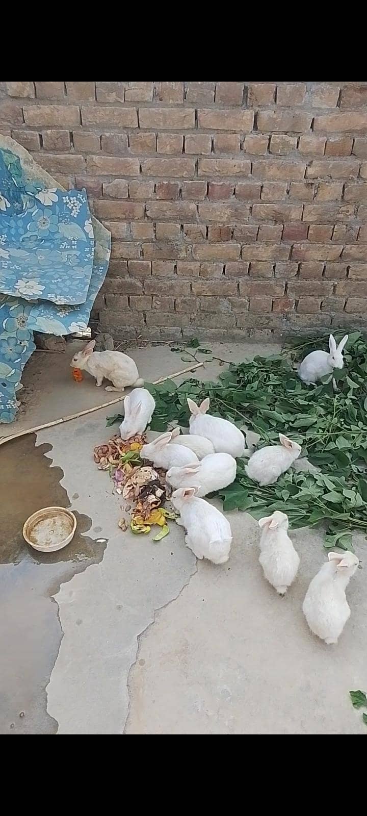 rabbits 1