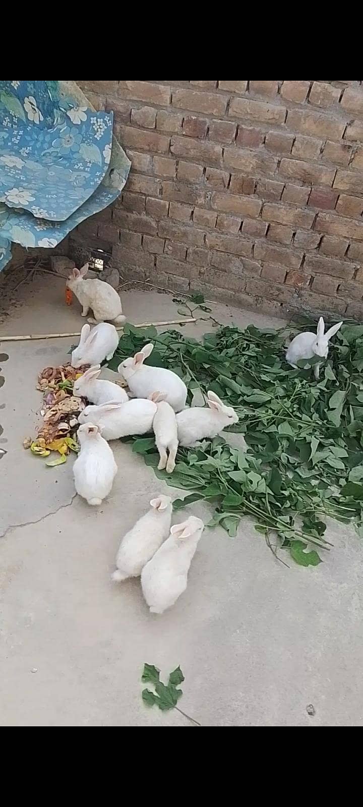 rabbits 3