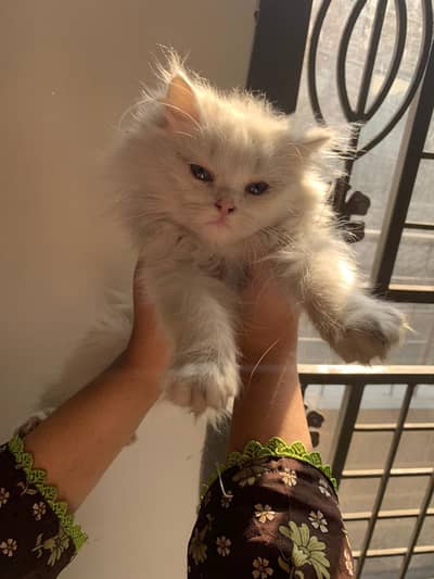 persion blue eyes kitten