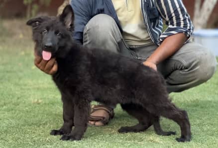 German shepherd puppies (pedigree)