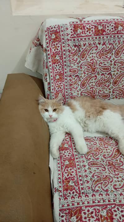 Persian male cat for sale.