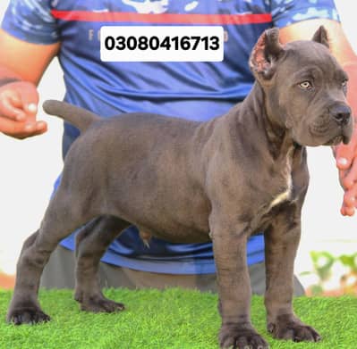 TOP LINE CANE CORSO PUPPY AVAILABLE FOR SALE