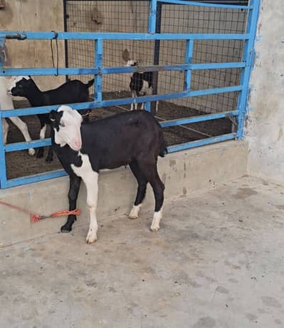 gulabi teddy ablak bakra tedda(bakri breeder) goat