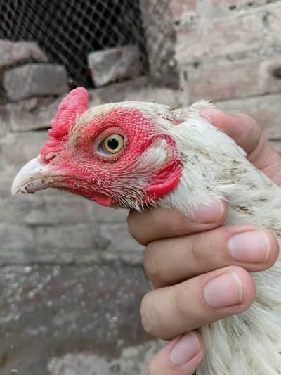 aseel heera female and aseel one Male classic breed
