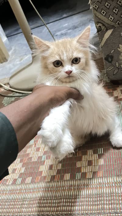 Persian pair for sale