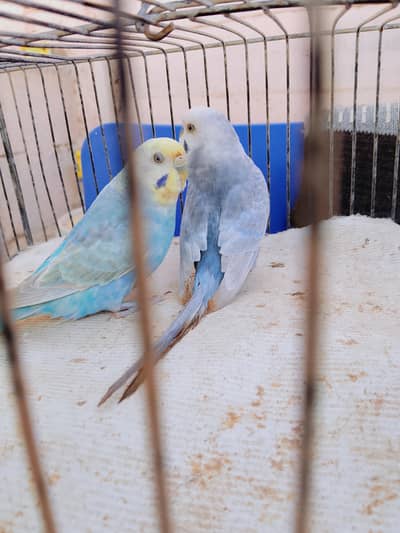rainbow budgie