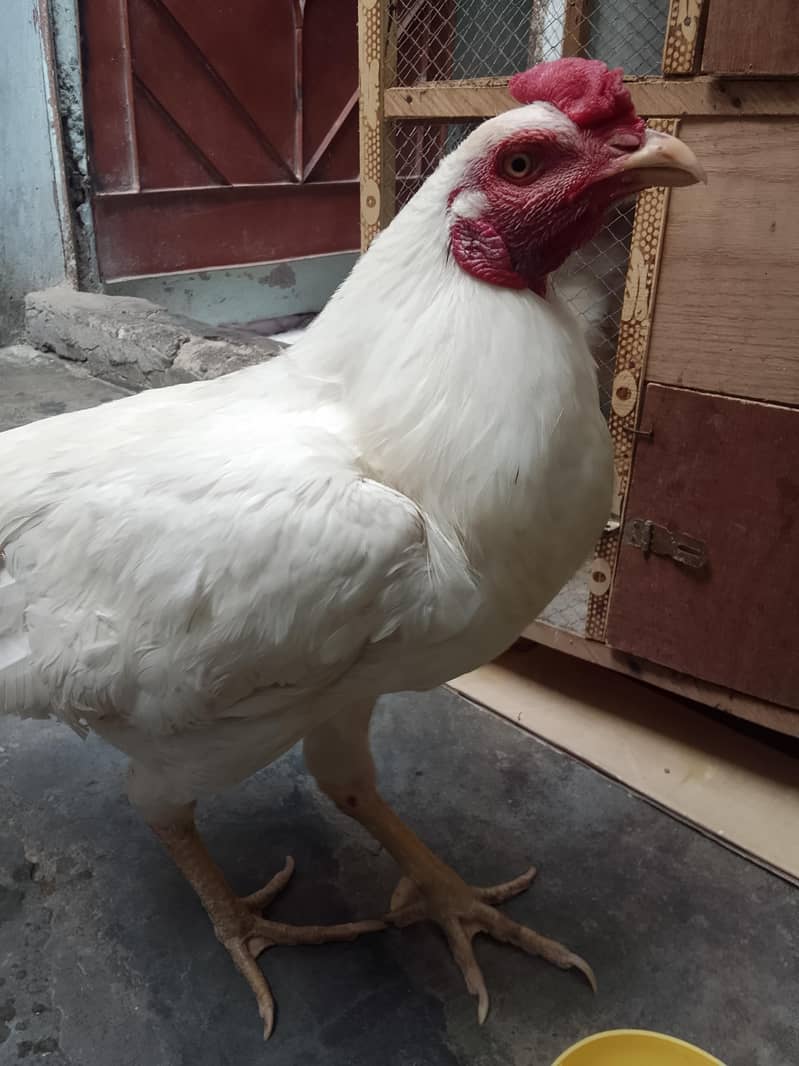 heera 1