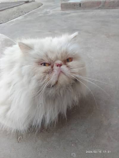 Pikki males availble for stud