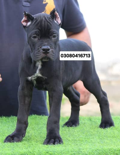 OUTSTANDING QUALITY CANE CORSO PUPPY AVAILABLE FOR SALE