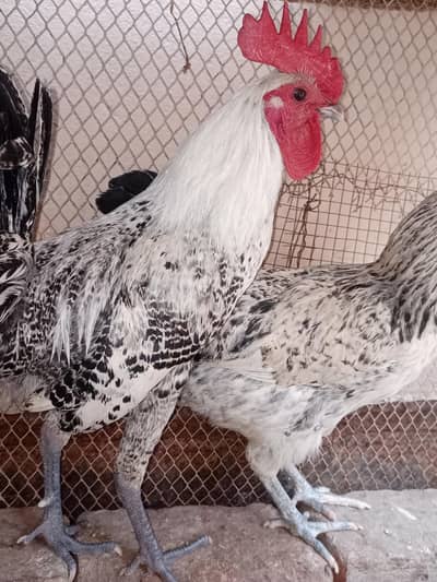 pure white misri top quality and egg learing active and healthy hen