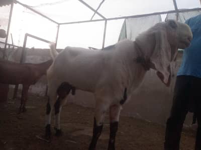 Best breeder bakra for sale.