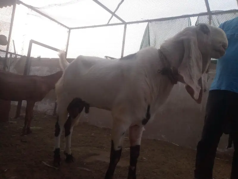 Best breeder bakra for sale.