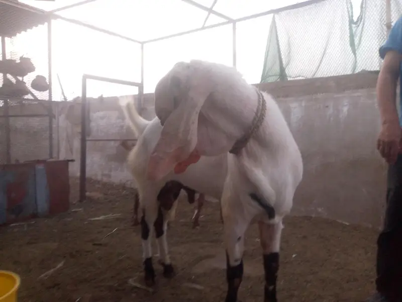 Best breeder bakra for sale. — photo 2