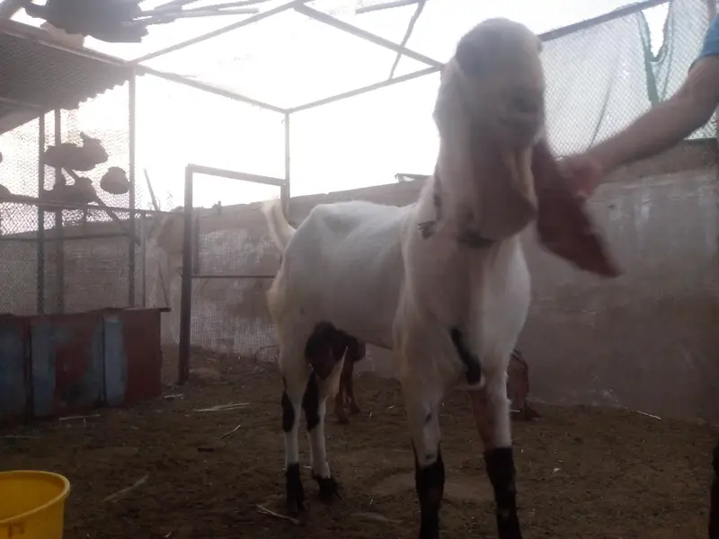 Best breeder bakra for sale. — photo 3