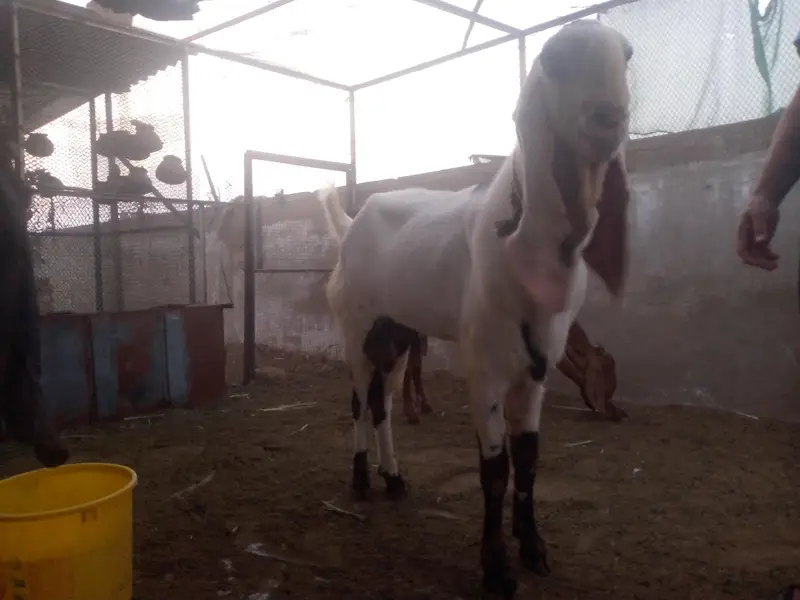 Best breeder bakra for sale. — photo 4