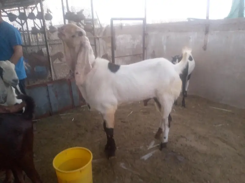Best breeder bakra for sale. — photo 5