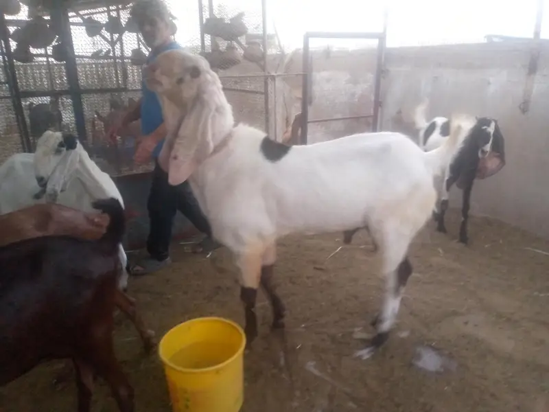 Best breeder bakra for sale. — photo 6