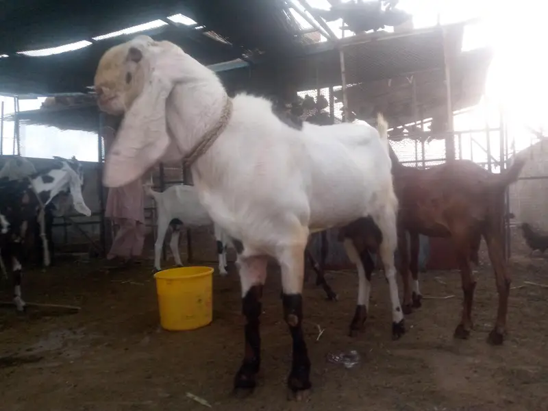 Best breeder bakra for sale. — photo 7