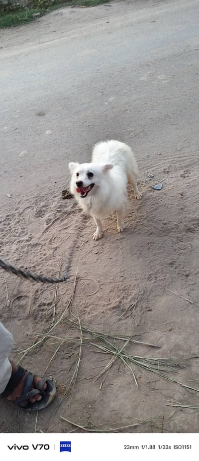 pista dog