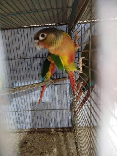 yellow sided conure pair for sale