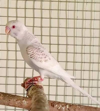 Kisi bhi ka pass pick ma Laga parrot red eyes ma ha astra ka