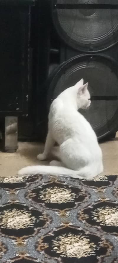 A semi persian cat