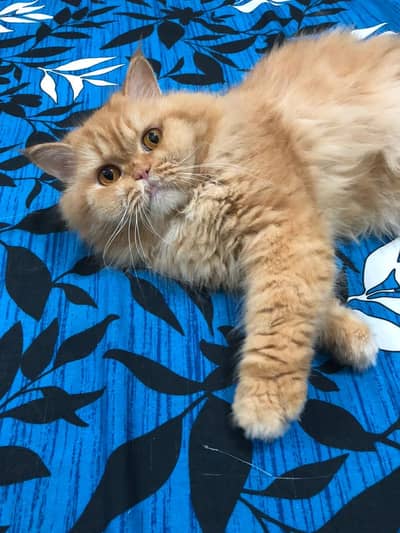 Pure Persian Male
