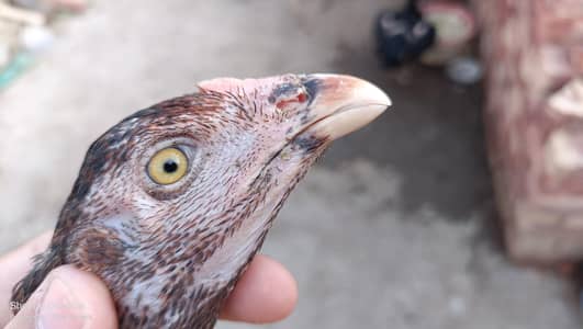 Mianwali aseel or Bengum Aseel hen