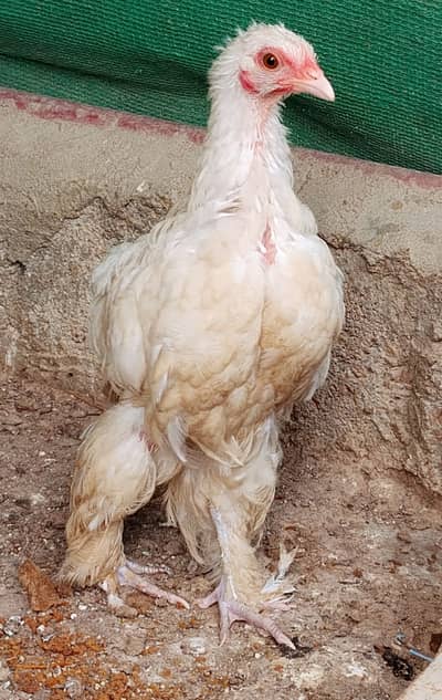 White buff female