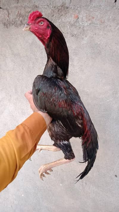 for sale location Gujranwala ha