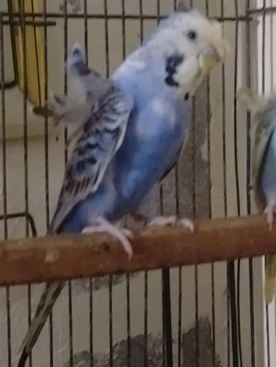 Black face hogoramo working pair