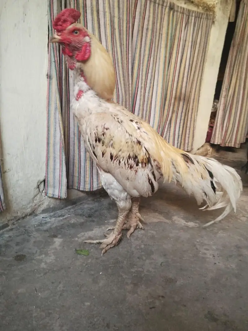 aseel murga — photo 2
