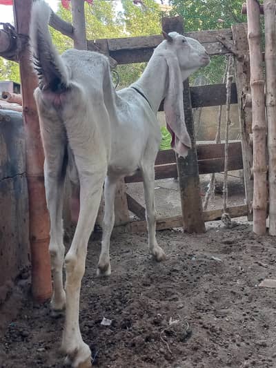 Gulabi Bakri | Gulabi rajanpuri goat | Pure Beetal for sale