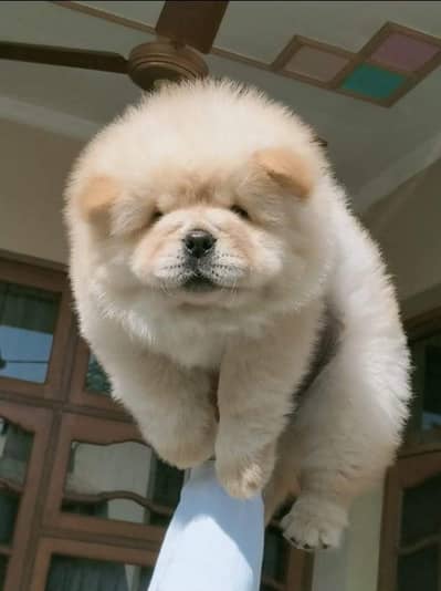 BEAUTIFULL CHOW CHOW PUPPY AVAILABLE FOR SALE