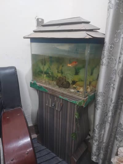 fish aquarium