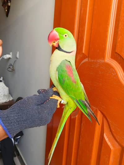raw parrot male